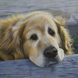 Ginger, Golden Retriever by Animals, Dog Portraits, Realism