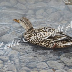 Adrift on The Shallows by Animals, Birds, Water