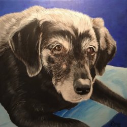 Maxie by Animals, Dog Portraits, 