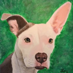 Pixie by Animals, Dog Portraits, 