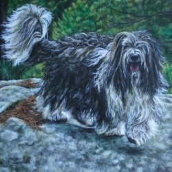 Commissioned Painting of Sheepdog by Dog Portraits, , 