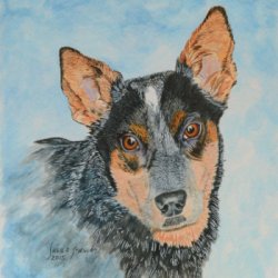 Blue Heeler by Animals, Dog Portraits, 