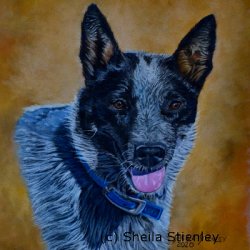 Blue Heeler #2 by Animals, Dog Portraits, 