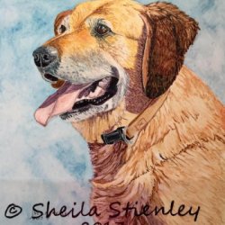 Golden Retriever by Animals, Dog Portraits, 